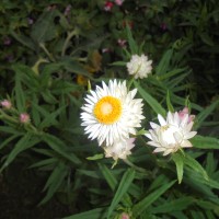 Xerochrysum bracteatum (Vent.) Tzvelev